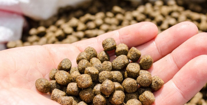 Animal feed