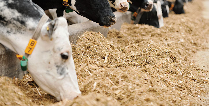 Animal Feed